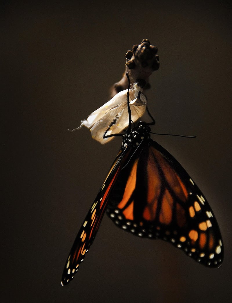Life Transformation